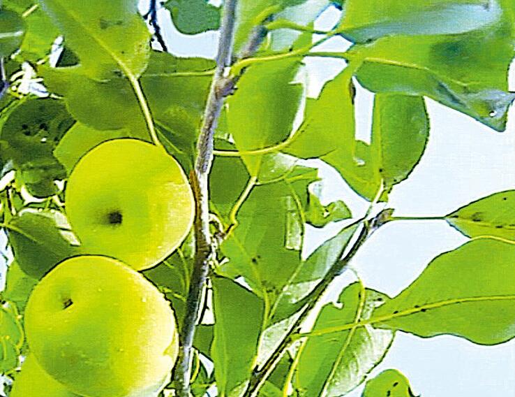 绿色巴州新境界 原汁原味原生